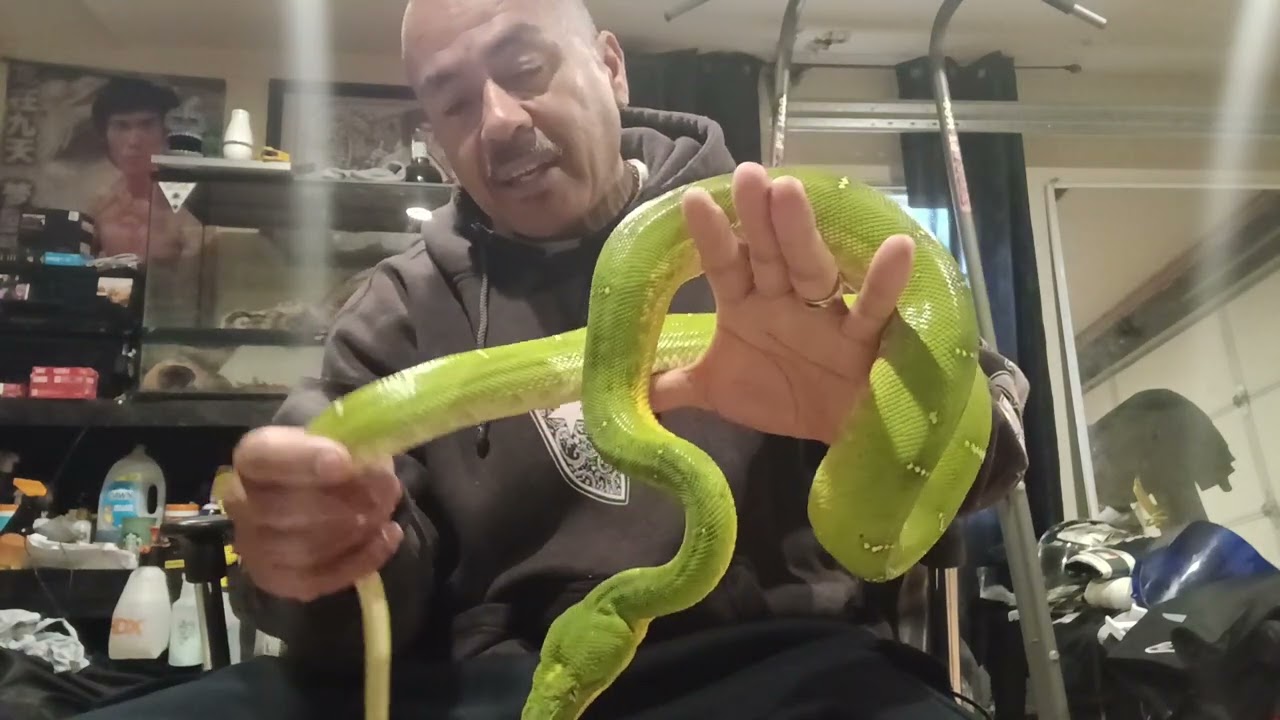 Let's talk emerald tree boas