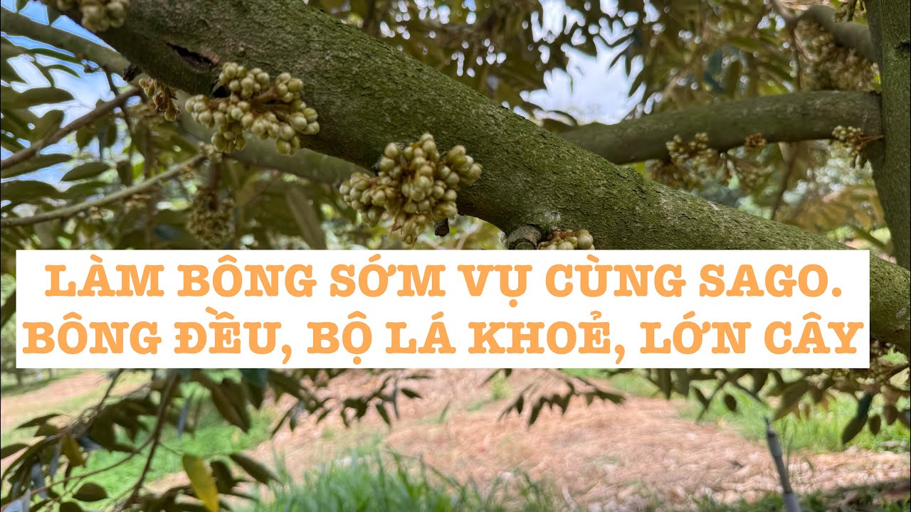 LÀM BÔNG SỚM VỤ CÙNG SAGO. BÔNG ĐỀU, LÁ KHOẺ, CÂY PHÁT TRIỂN ĐỀU. SẦU RIÊNG XUÂN LỘC - ĐỒNG NAI.
