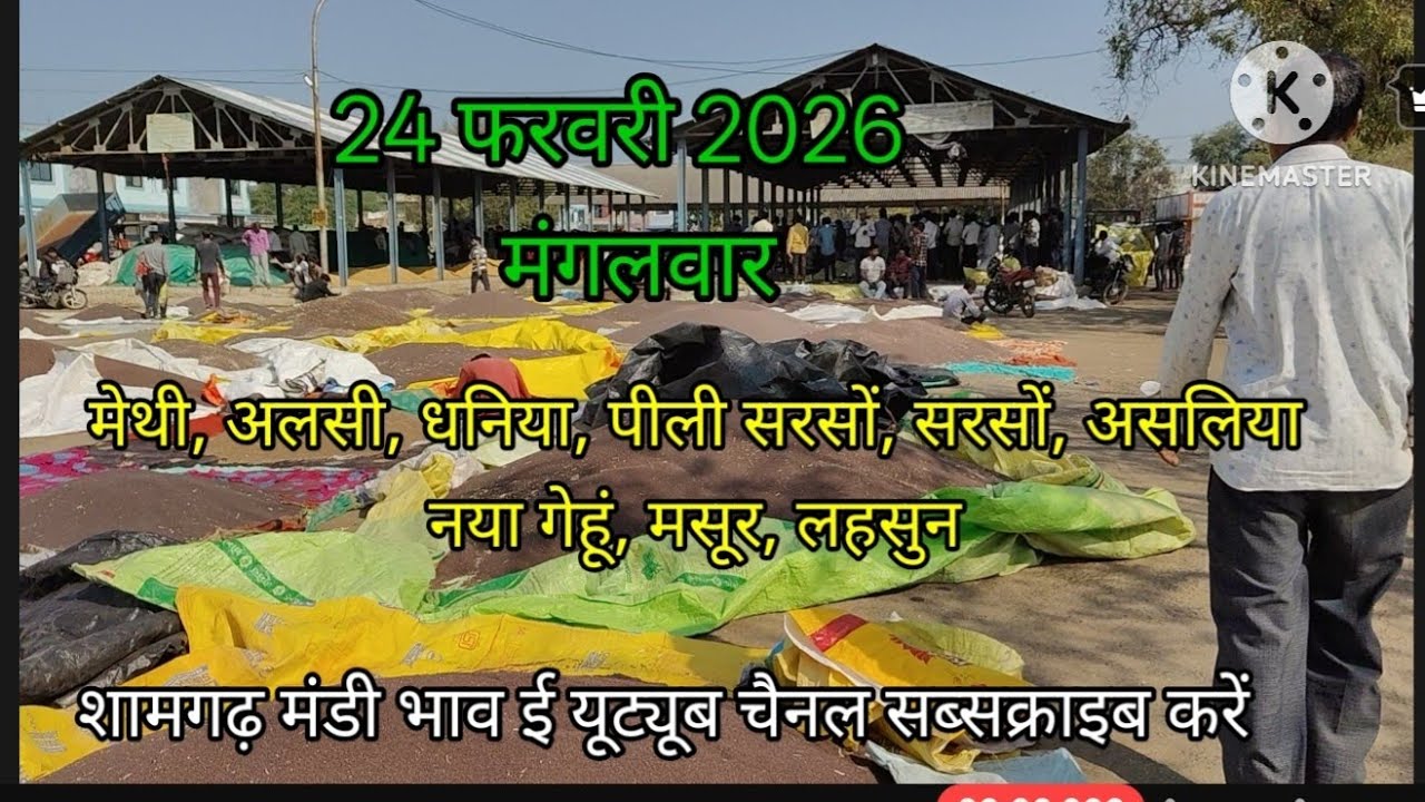 24 फरवरी 2026 शामगढ़ मंडी भाव, सभी फसलों के भाव की जानकारी क्वालिटी के अनुसार