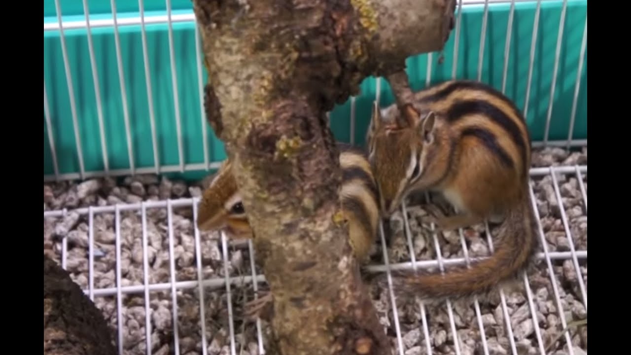 ARDILLAS - Su primer día en casa. La hibernación.