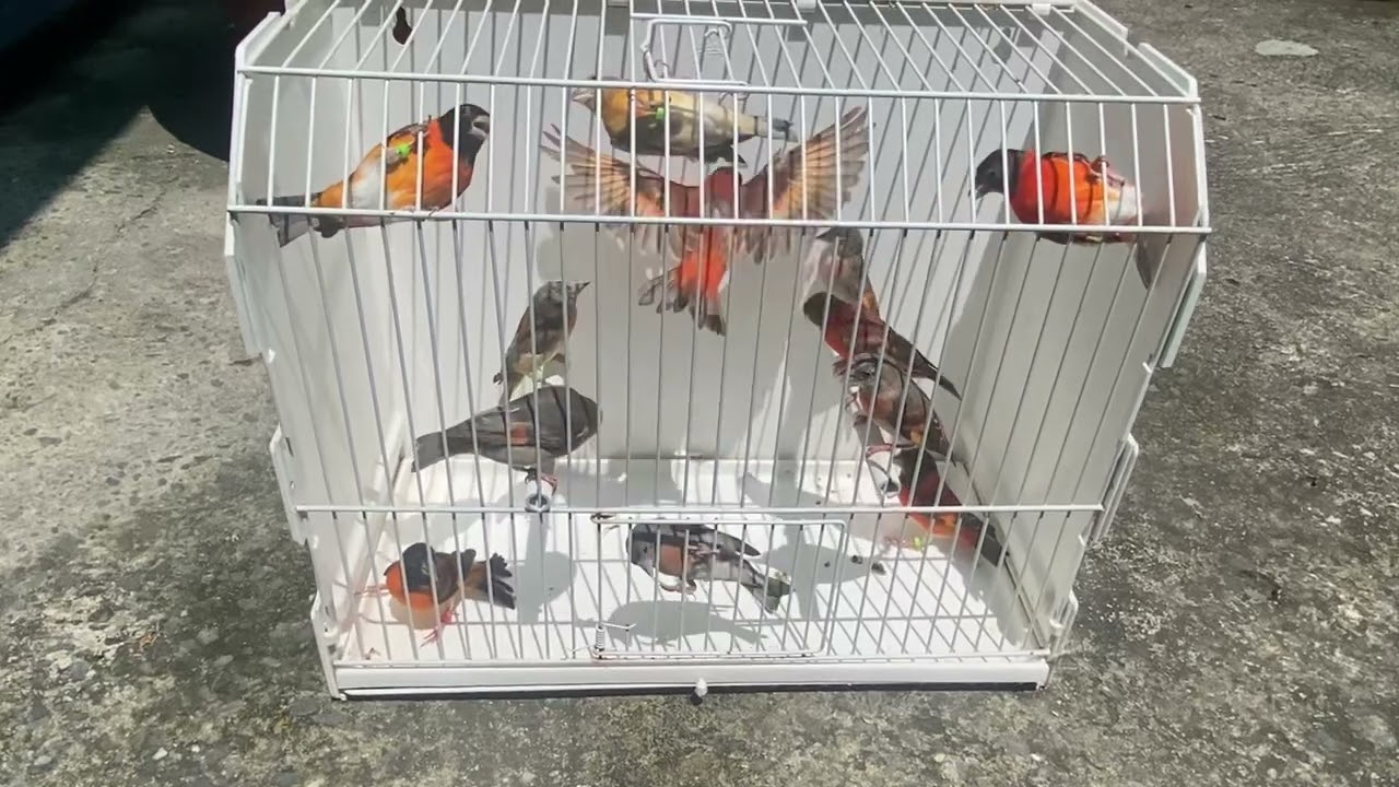 Red siskin 2024- Male & Female