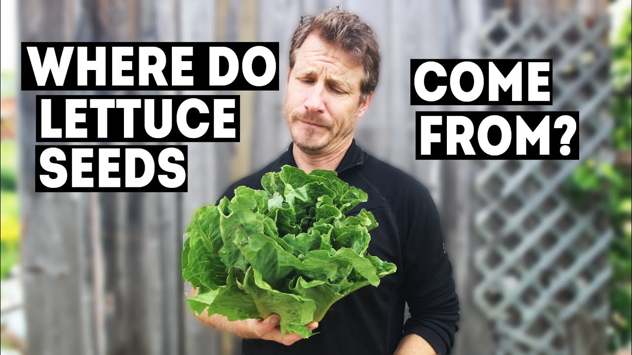 Where Do LETTUCE SEEDS Come From? | And How to Save Them