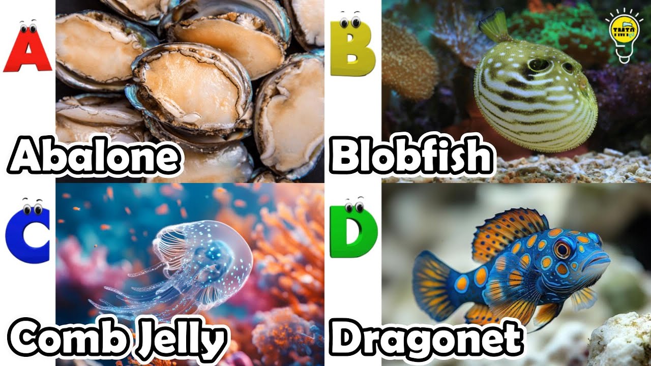 Learn Ocean Animal Names | ABC Sea Animals song | Most Popular Sea Creatures #abalone