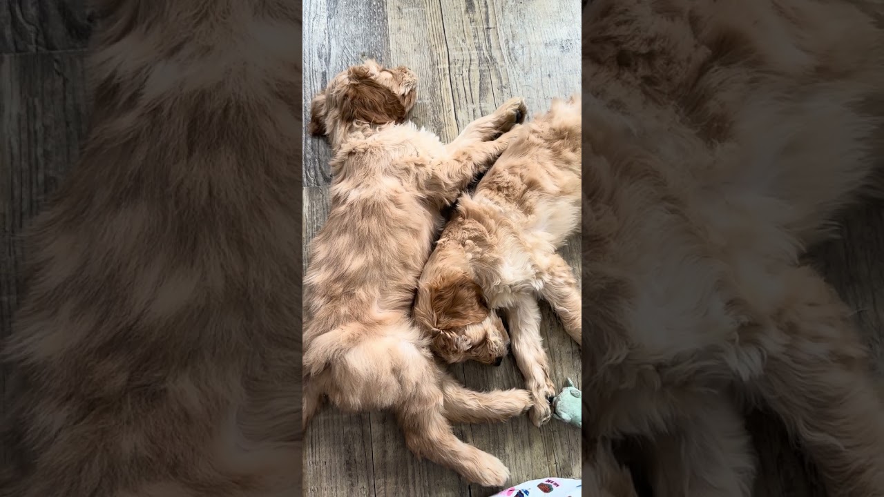 Yesterday or the day before video #goldendoodle #baby 