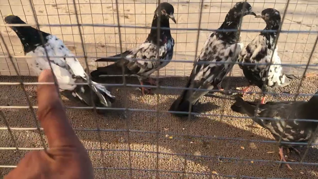 اشتريت حمام باكستاني