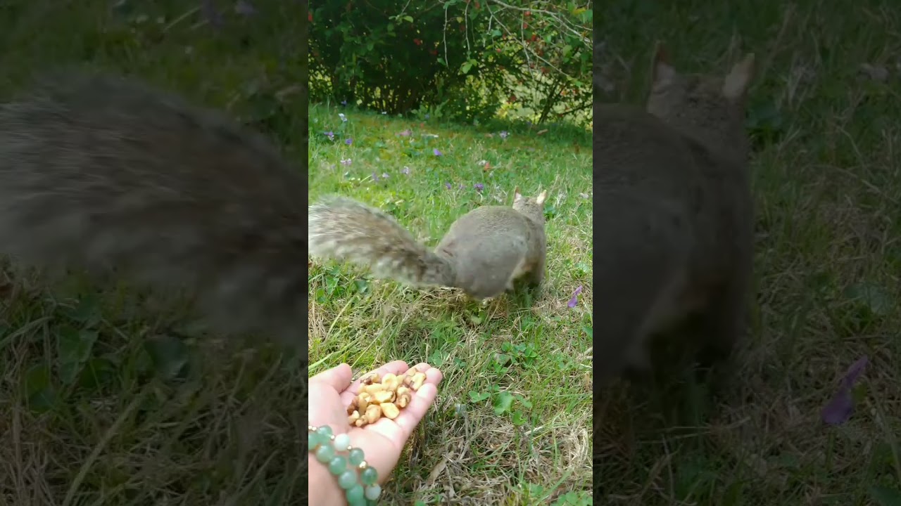 I love feeding my friendly neighbor squirrel 🐿️🐾.