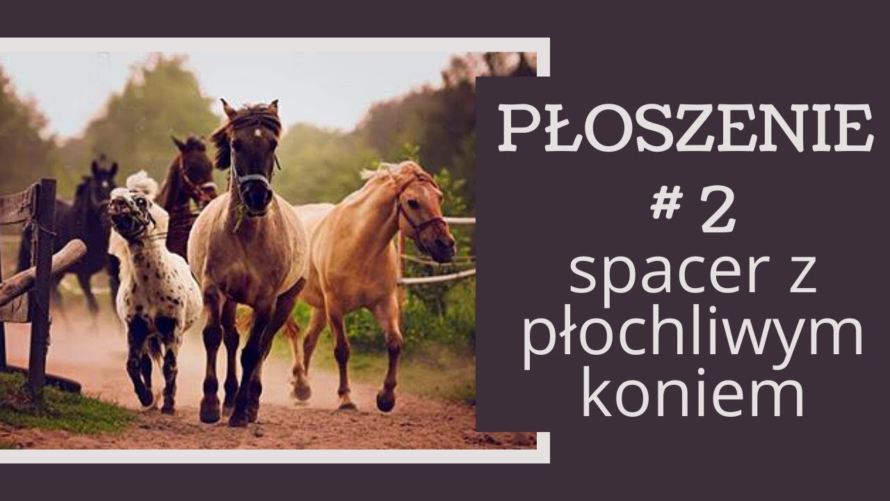 Co robić z plochliwym koniem