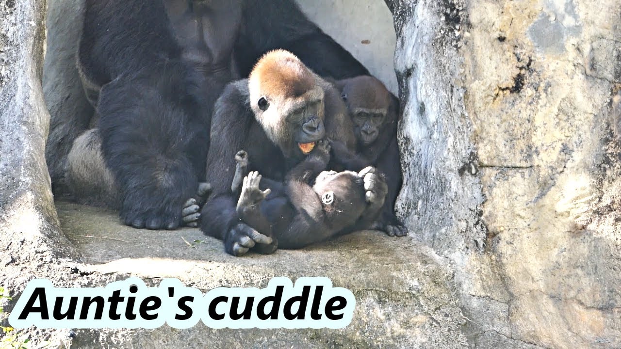 Gorilla Ringo wanted to have auntie's cuddle. / 小金剛猩猩Ringo想要阿姨的擁抱😍