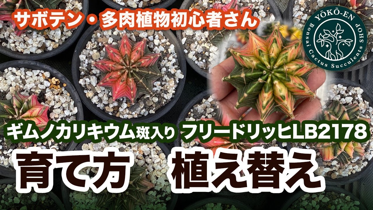 『サボテン』ギムノカリキウムLB 2178錦　斑入りサボテンの育て方 植え替え