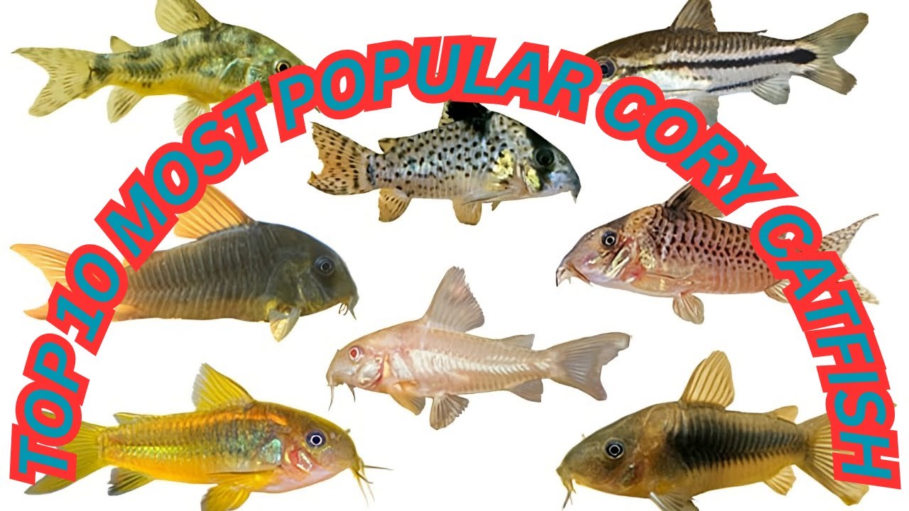 Top 10 Most Popular Cory Catfish
