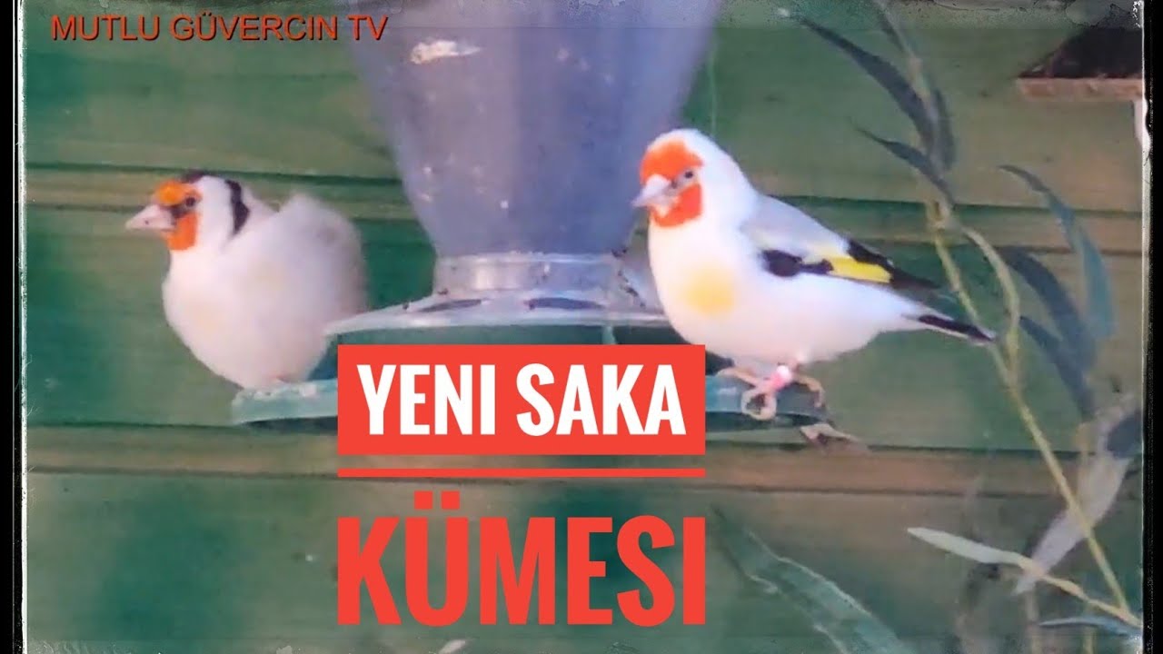 iki Saka kuşu  öldü kümesde temizlik ve Yeni kümes tasarımı -  görmeye değer..