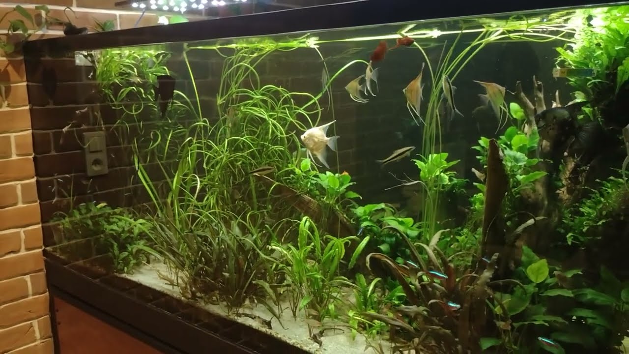 CO2 w akwarium czy jest potrzebne?