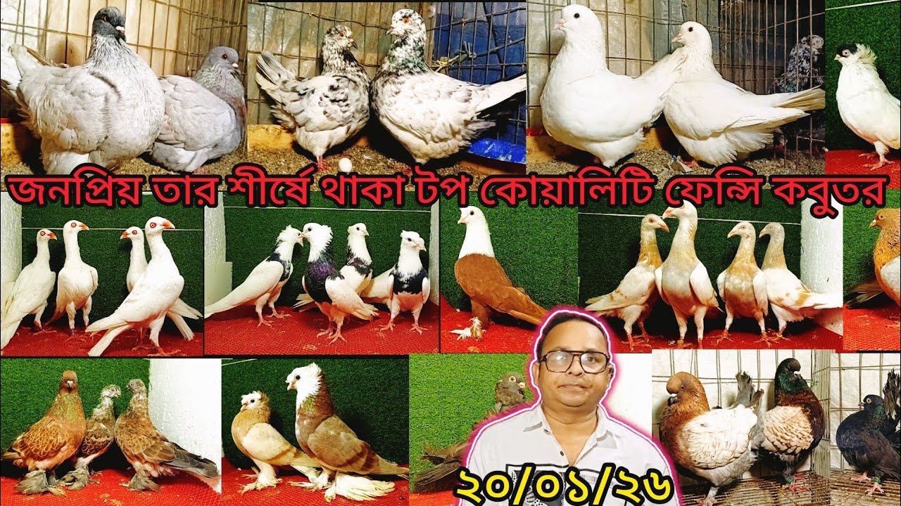 জনপ্রিয়তার শীর্ষে থাকা টপ কোয়ালিটি ফেন্সি কবুতর কিনুন | pigeon video | কবুুতর | fancy pigeon |