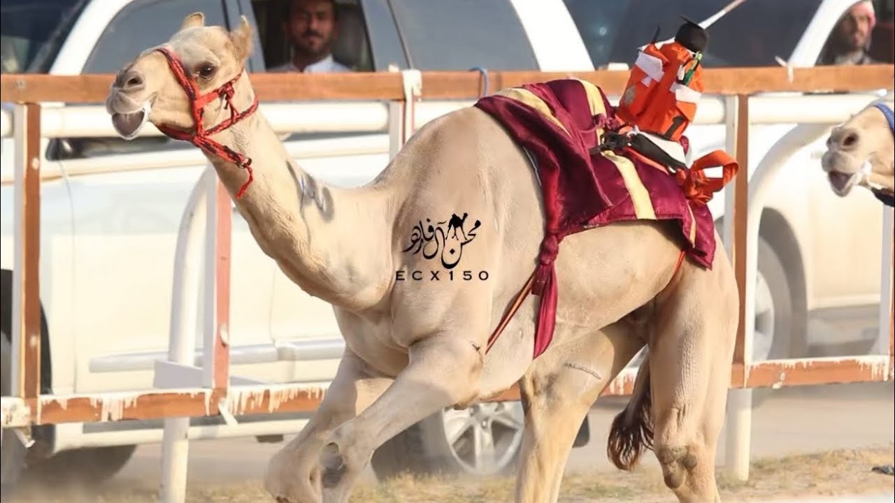 لاضي : فاضل بن ظفر الهاجري 