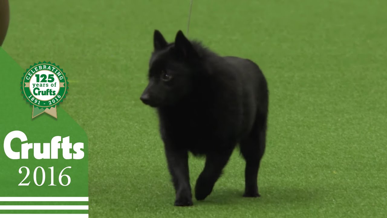 The Schipperke - Exclusive Behind the Scenes with Best of Breed Winner | Crufts 2016