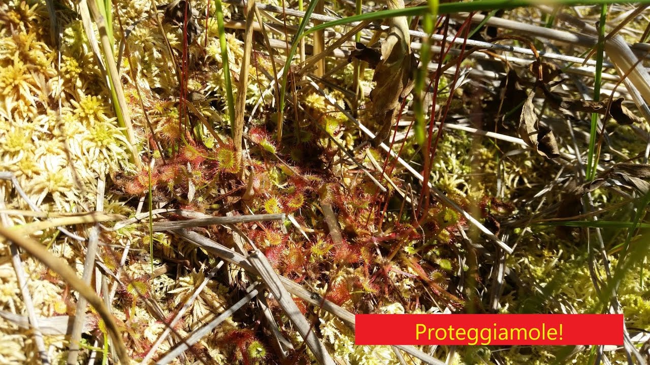 53. DROSERA ROTUNDIFOLIA IN NATURA. SFAGNETA A 1300 MT SLM. CONOSCENZA CONSERVAZIONE E TUTELA.