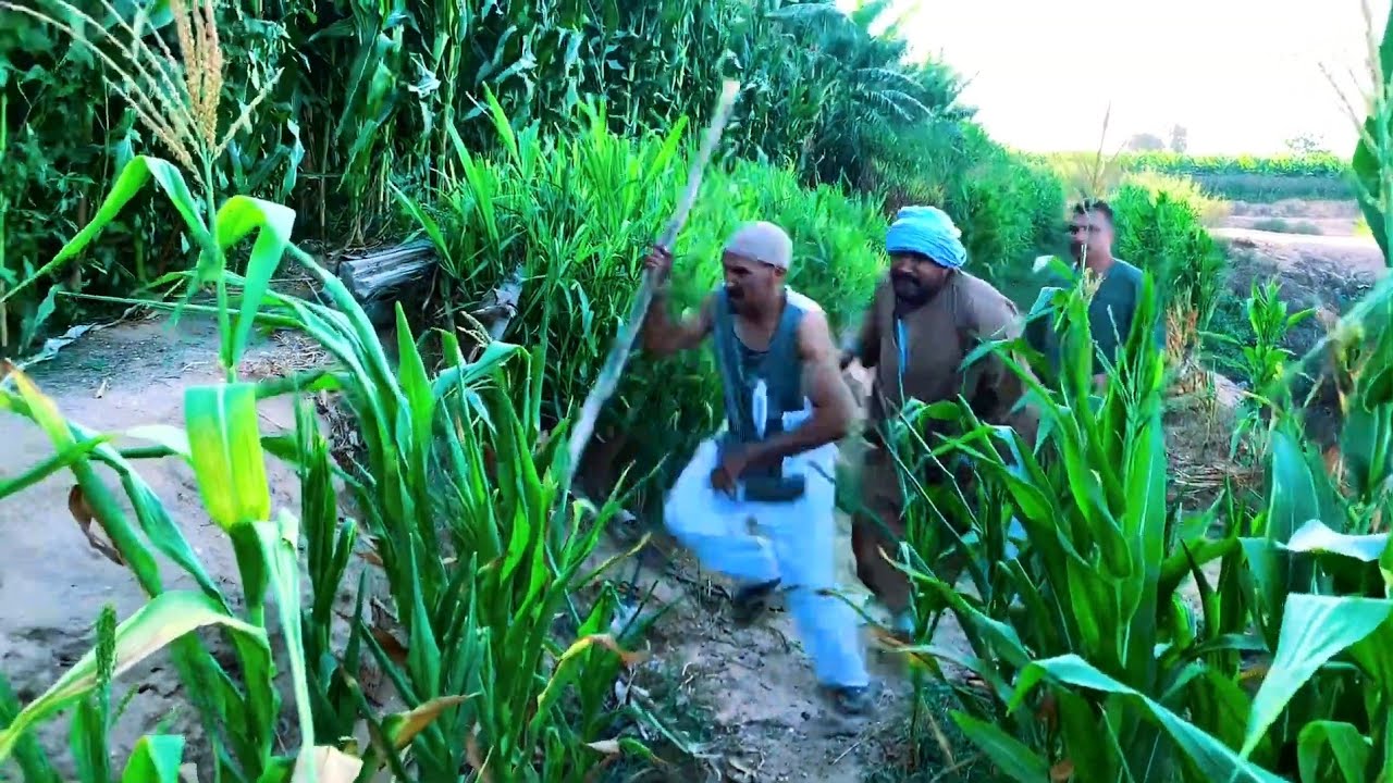 دبور وش الورايط كل يوم يتعارك مع الجيران لحد ما ورط عيلة عمه