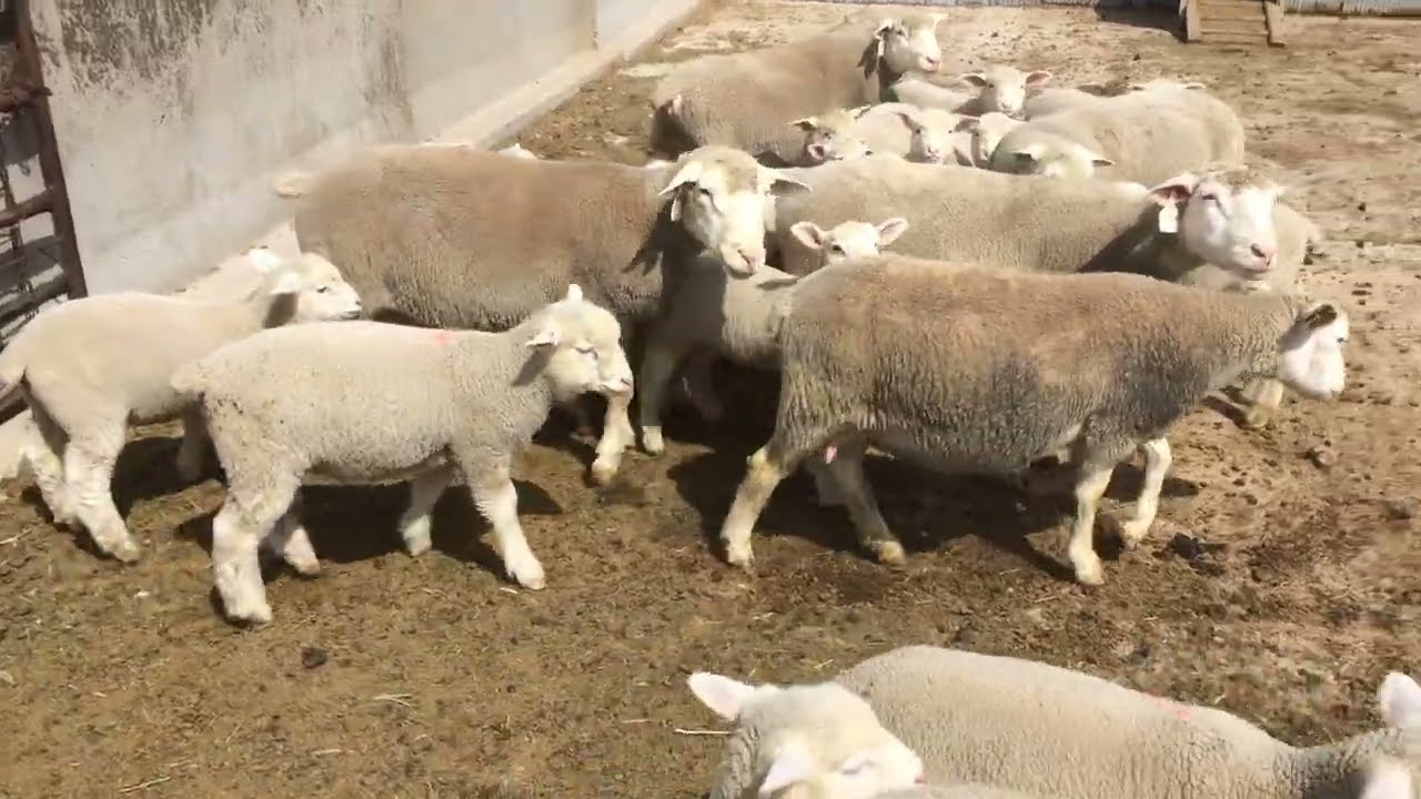 Putting triplet raised Ile-De-France lambs with others.