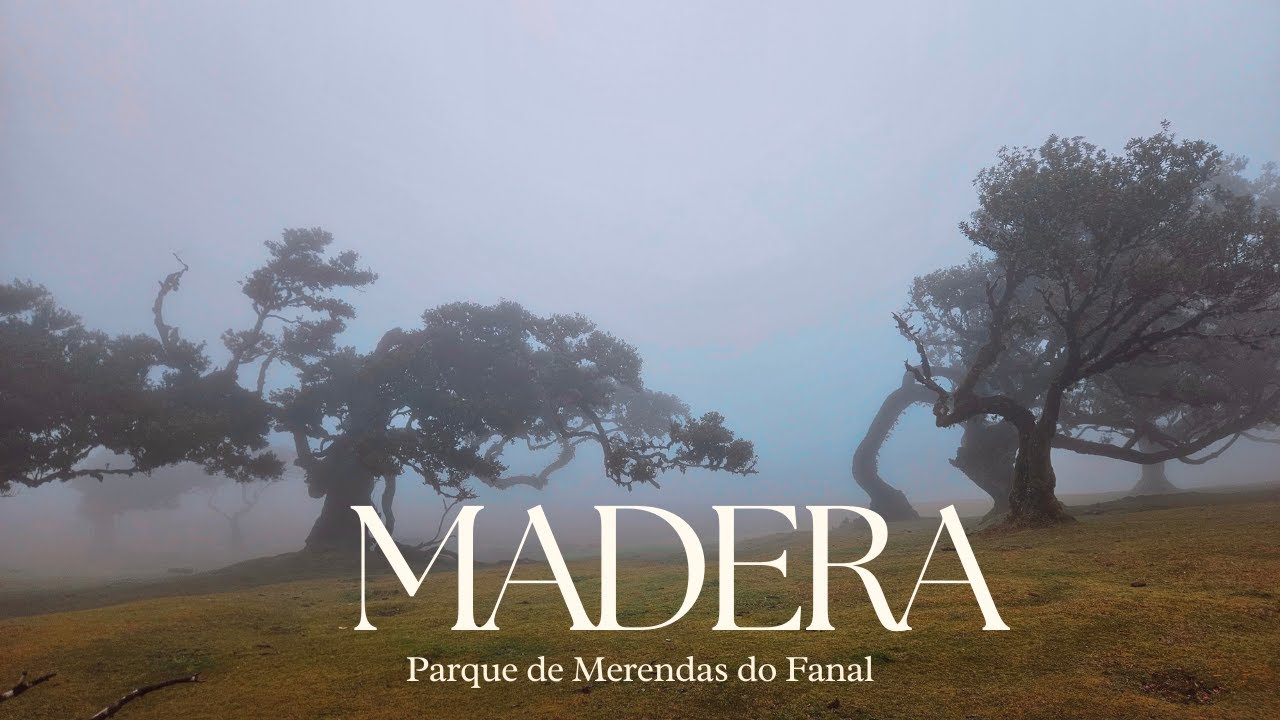 Las Fanal 🇵🇹 – mgły, stare drzewa i magiczna Madera