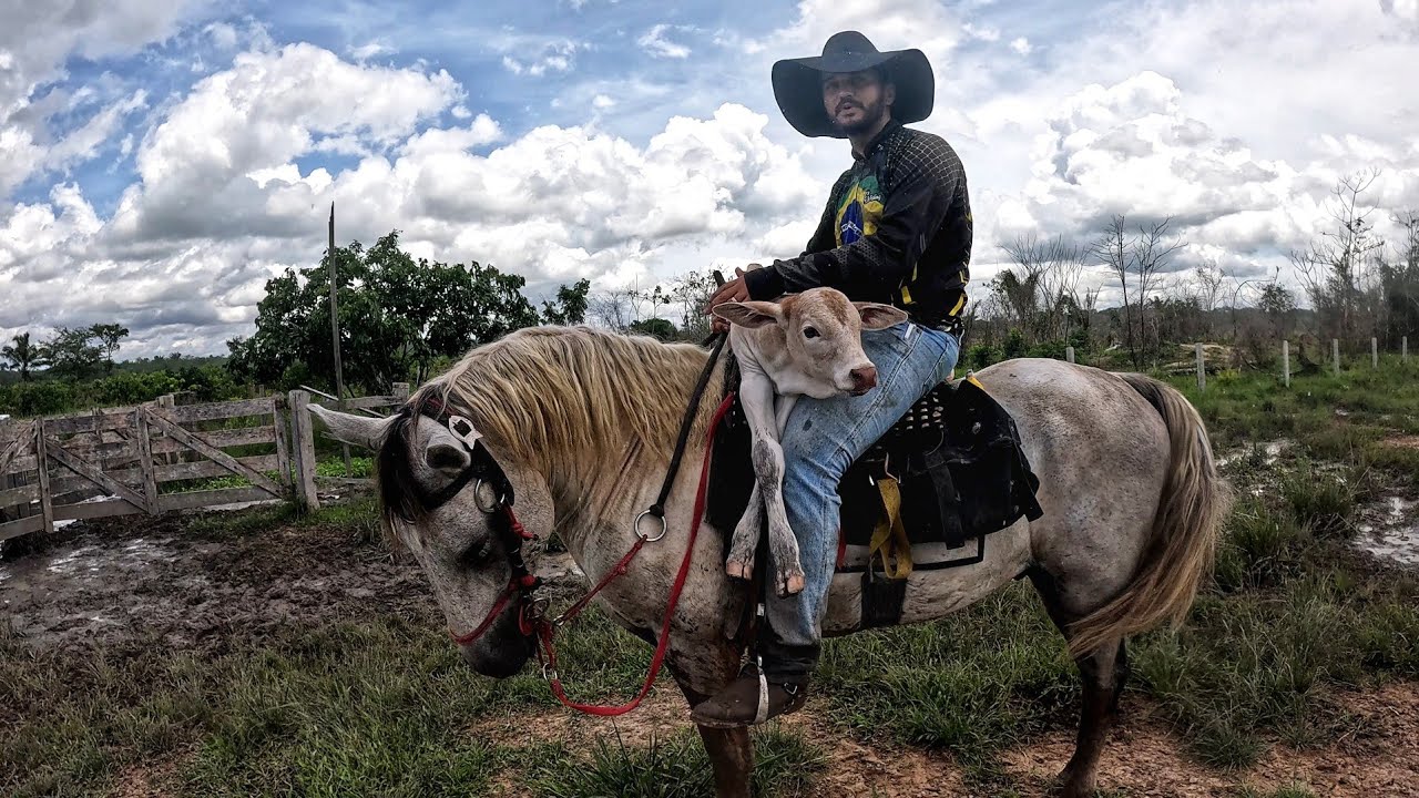O PEIT0 DA VACA ESTAVA DOENDO MUITO, ELE ACABOU DE NASCER E FUI OBRIGADO A AJUDAR