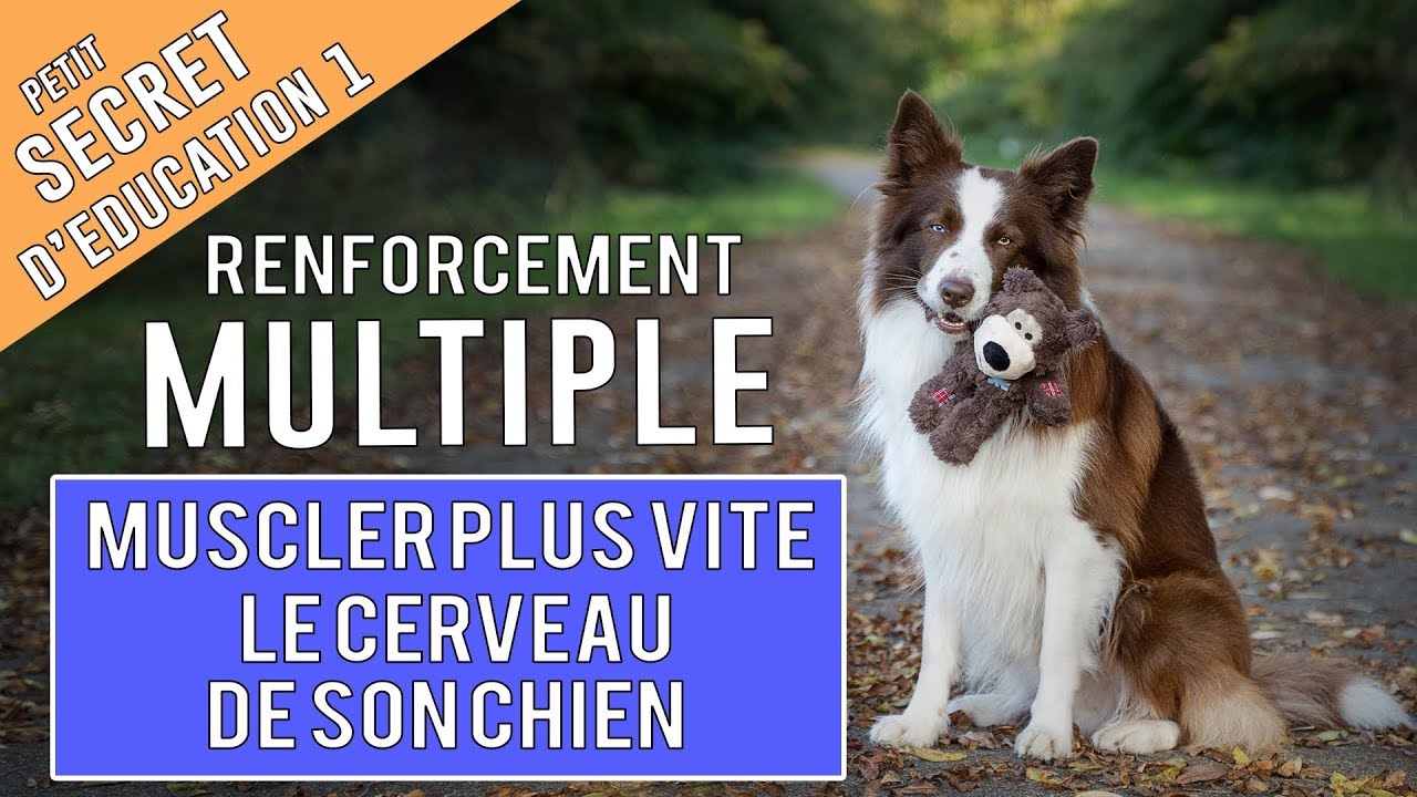 Muscler le cerveau du chien par le renforcement multiple
