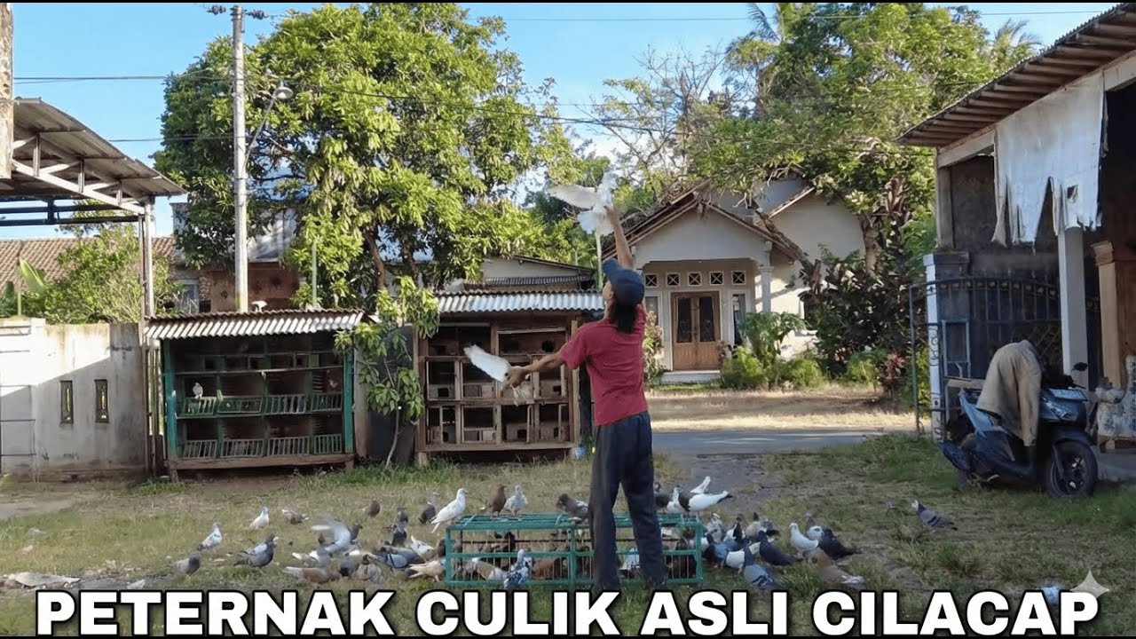 PETERNAK CULIK ORIGINAL CILACAP FULL NITIK!! #merpatirumahan #merpatibagus #merpatiku