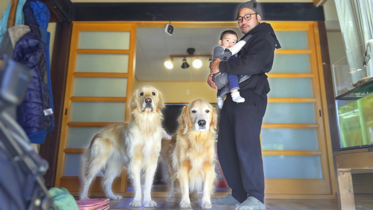 【ワンオペ】パパ一人で０歳児と大型犬二頭を子守りする事になりました。
