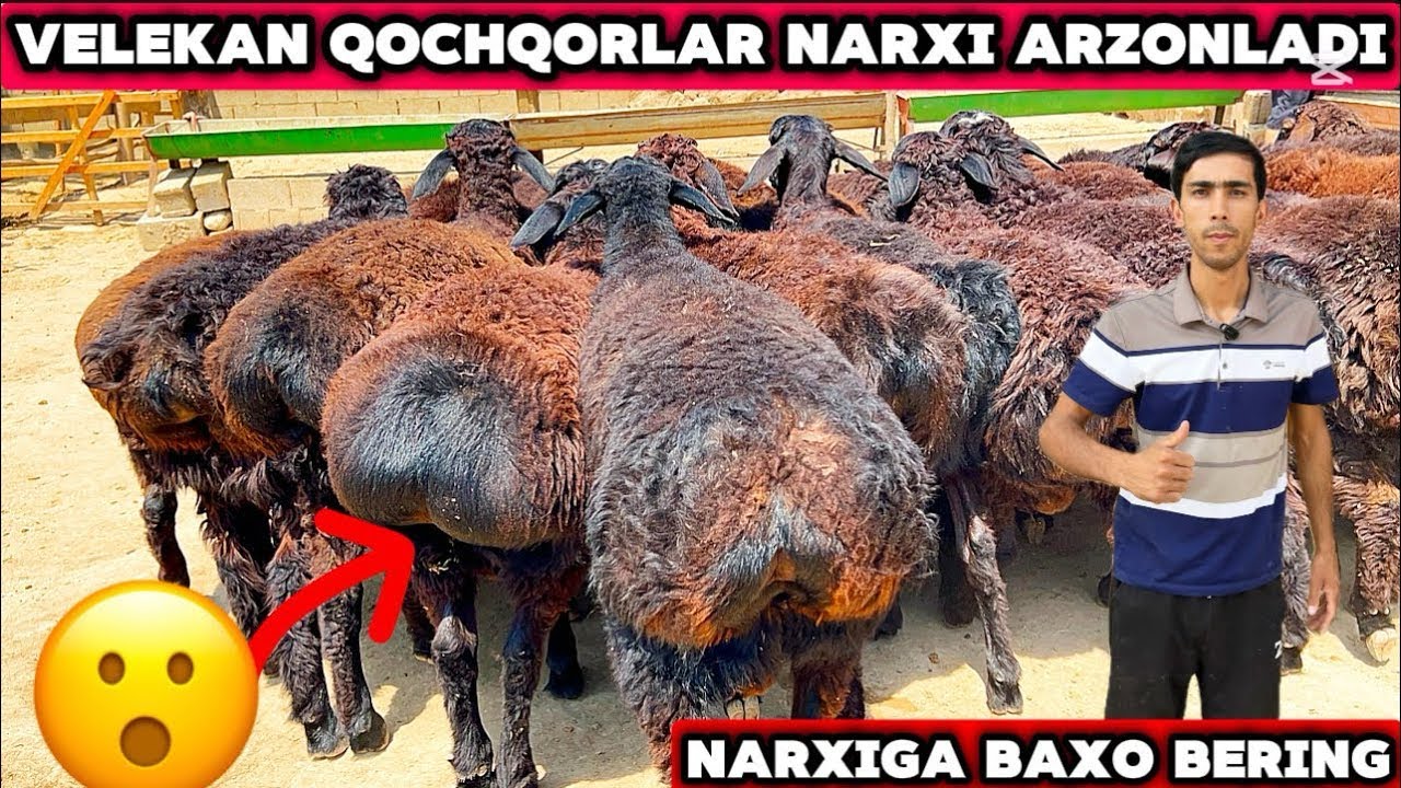 🔥Qochqorlarni narxi judayam arzon chiqarildi tez koring 😱😱