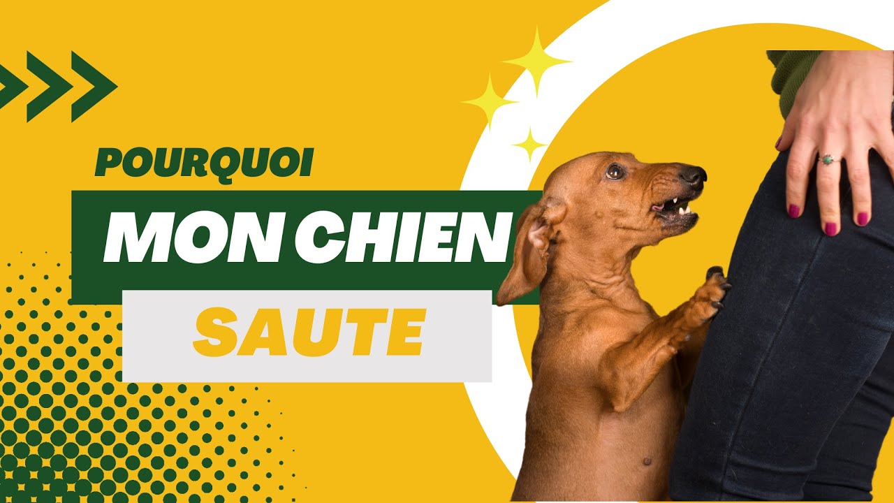Pourquoi les chiens sautent-ils sur tout le monde ? Conseils pour y remédier 🤪🐶🐾