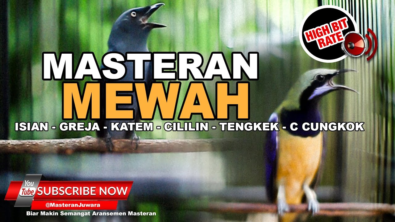 🔴Masteran Mewah Full Isian Greja Katem Cililin Srigunting Abu Abu Gacor Vs Cucak Cungkok Gacor❗️