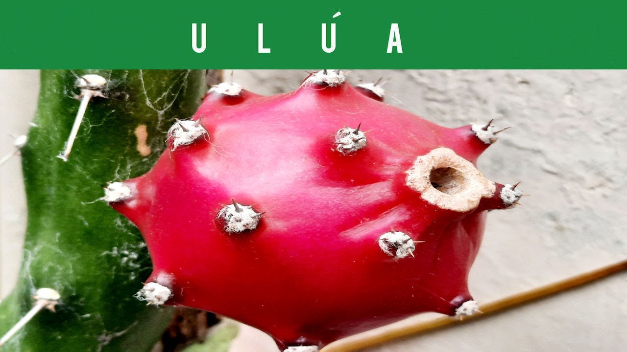 🔵ULÚA-CACTUS FRUTAL (FRUTALES) (EDIBLE PLANTS) (HARRISIA POMANENSIS) (APPLE CACTUS) (FRUIT CACTUS)🌵🍒