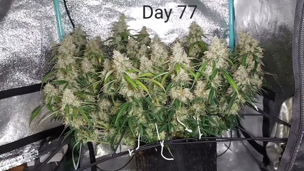 GROW UPDATE - Day 77 - Super Lemon Haze Auto by Green House Seeds - 2x2x3 Mini Tent Grow