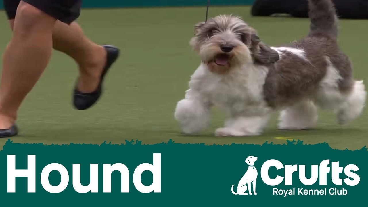 Group Judging (Hound) and Presentation  | ​Crufts 2026