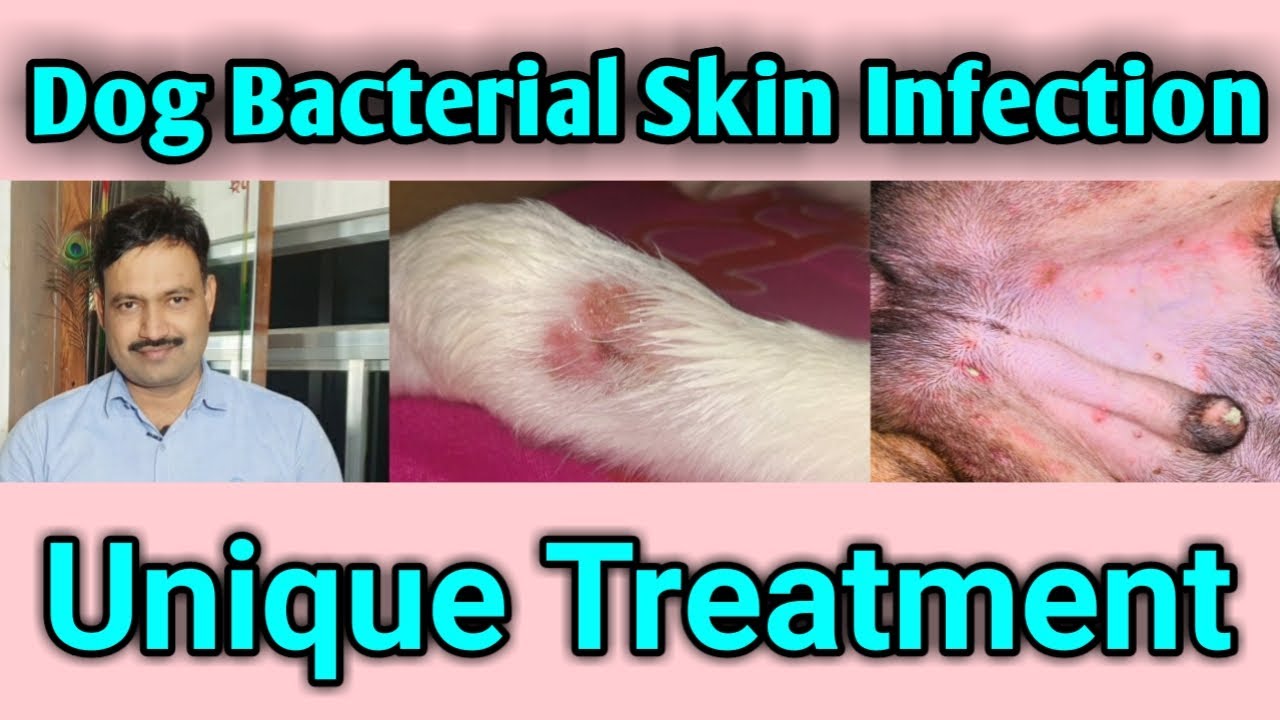 dog bacterial skin infection treatment / dog ki charm rog skin problem D D Ramawat