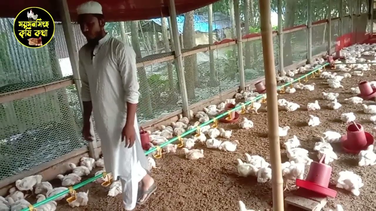 আপনার মুরগী কি গ্রাউড এ আক্রান্ত?? সহজে জেনে নিন,,, এর করণীয় কি 