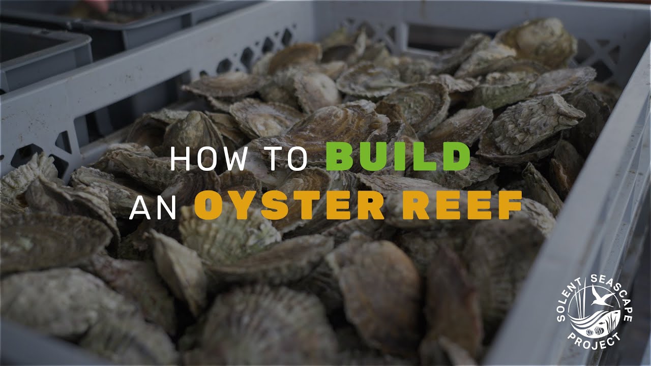 How to build an oyster reef