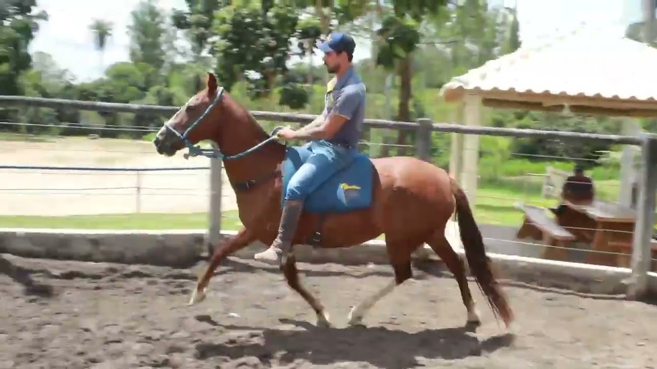 LOTE 12 HÉLICE CAPIM SANTO