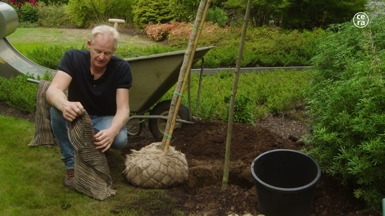 Hoe plant je een boom?