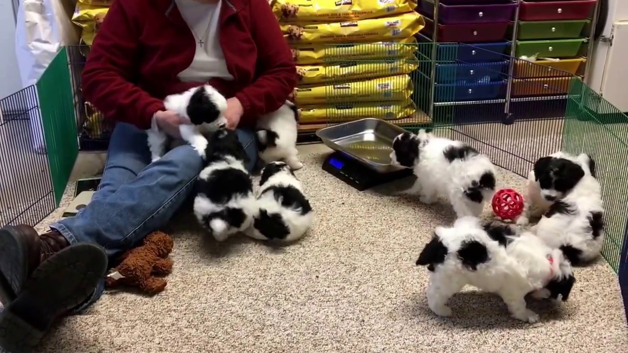Liberty's schnoodle puppies 3-14-17 playing in shop