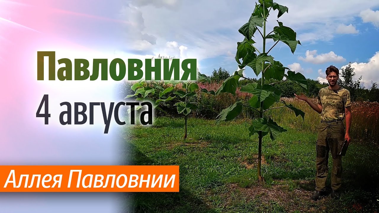Аллея Павловнии на 4 08 2024