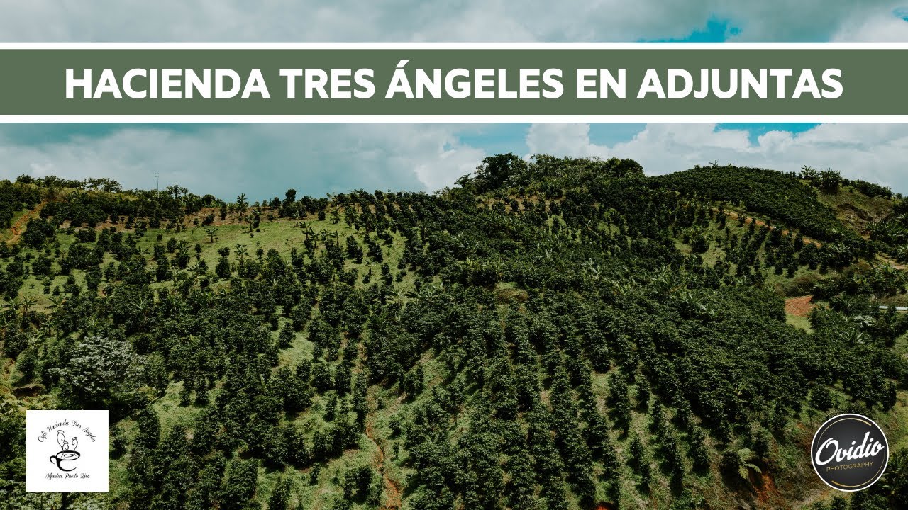 Hacienda Tres Ángeles en Adjuntas - 𝙁𝙞𝙣𝙘𝙖 𝙙𝙚 𝘾𝙖𝙛𝙚́