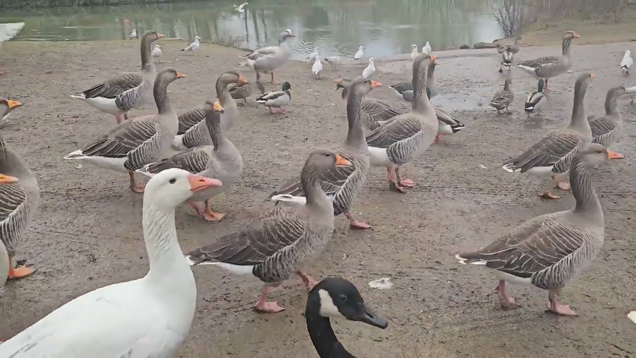 #Waterbirds - #Feeding #waterbirds along #Riverthames 🪿🦢🦆 | #4K, #4Kvideo بطه
