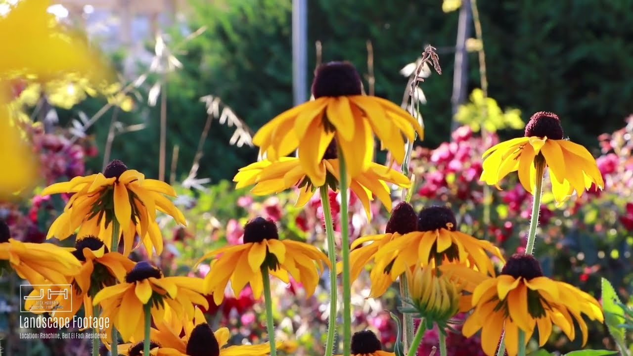 Jack Harbieh | Field and Landscape Free Footage_v1