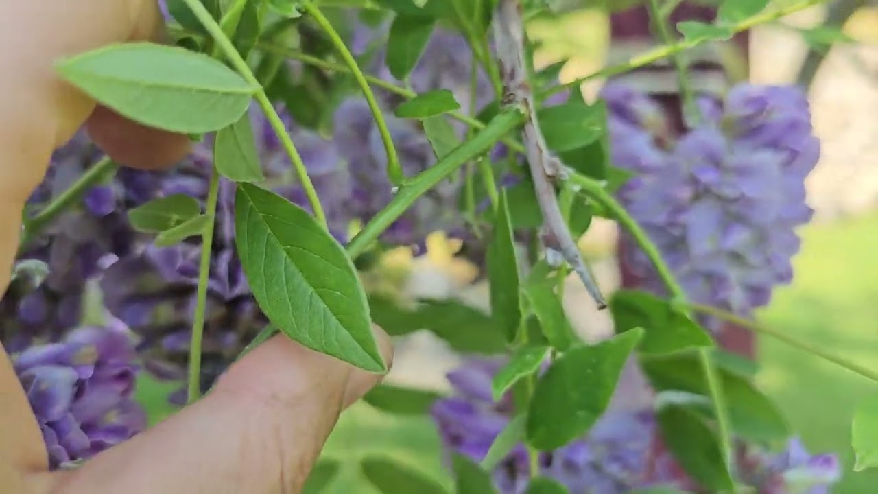 Cách làm hoa Tử đằng ra hoa nhiều Wisteria Salvia and Clematis Beginning of June 2025