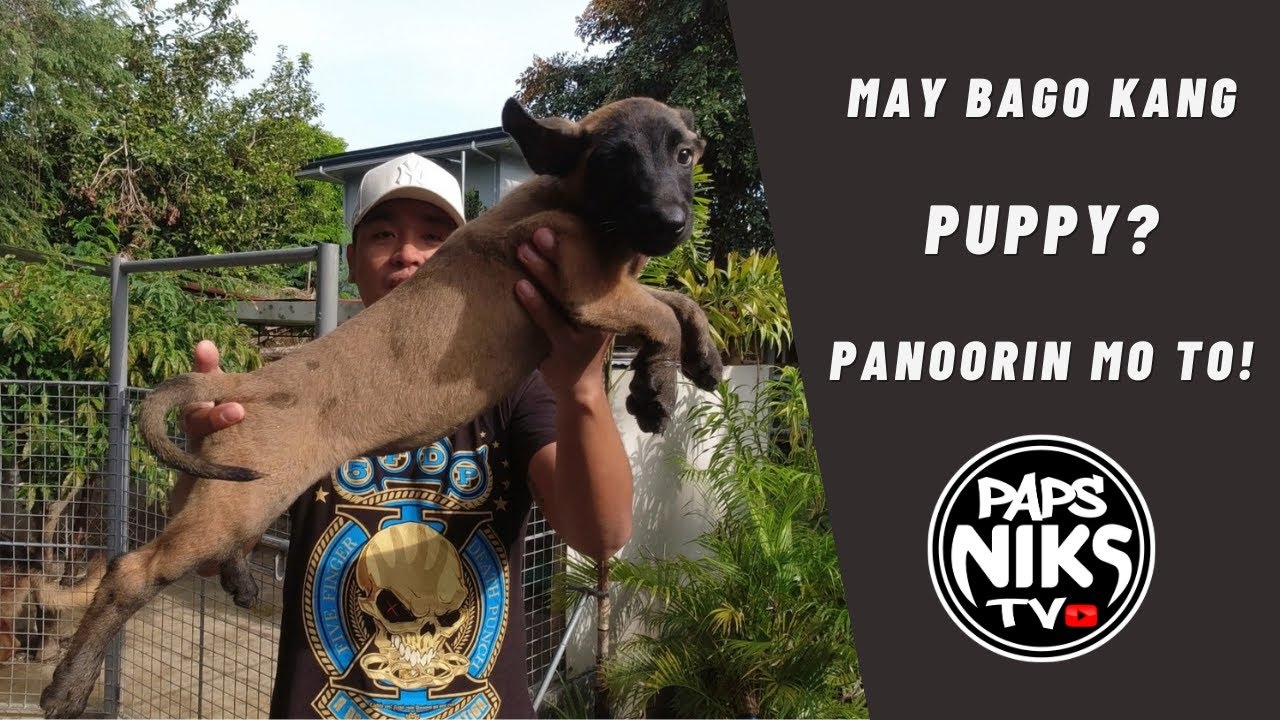 137: DOG FOOD AND VITAMINS FOR NEWLY REHOMED PUPPY #belgianmalinois #papsnikstv