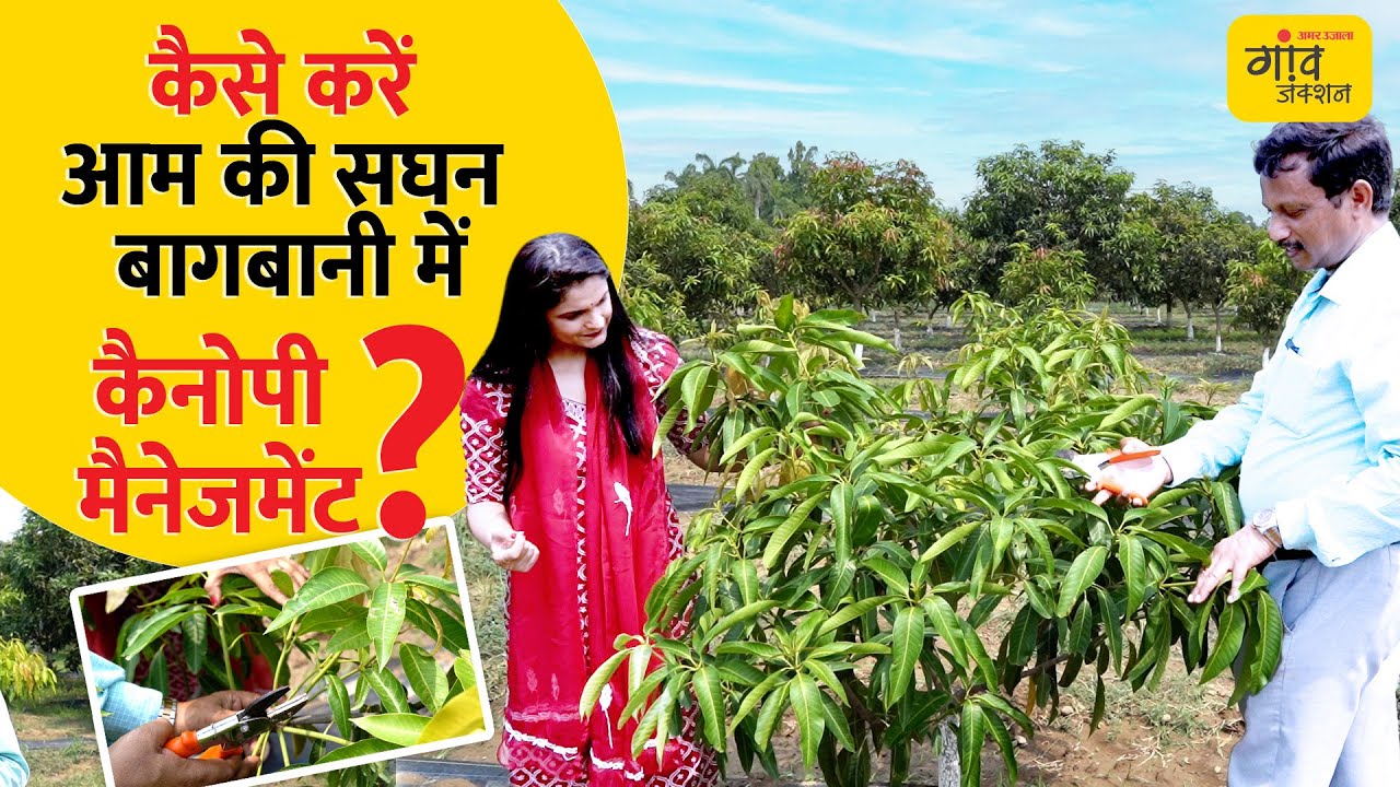 सालों पुराने पेड़ से भी लें फल! जानिए कैनोपी तकनीक | Gaon Junction LIVE | Mango cultivation