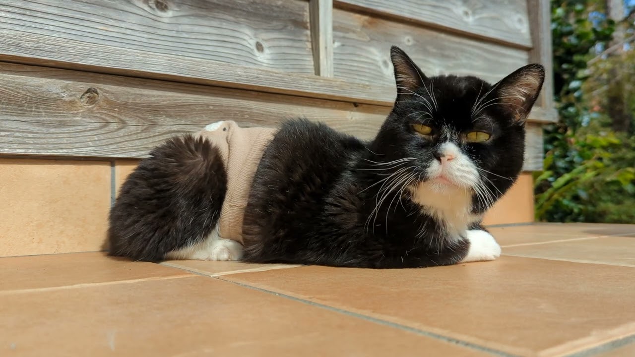飼い主が近付くとくねくねしてしまうもんた