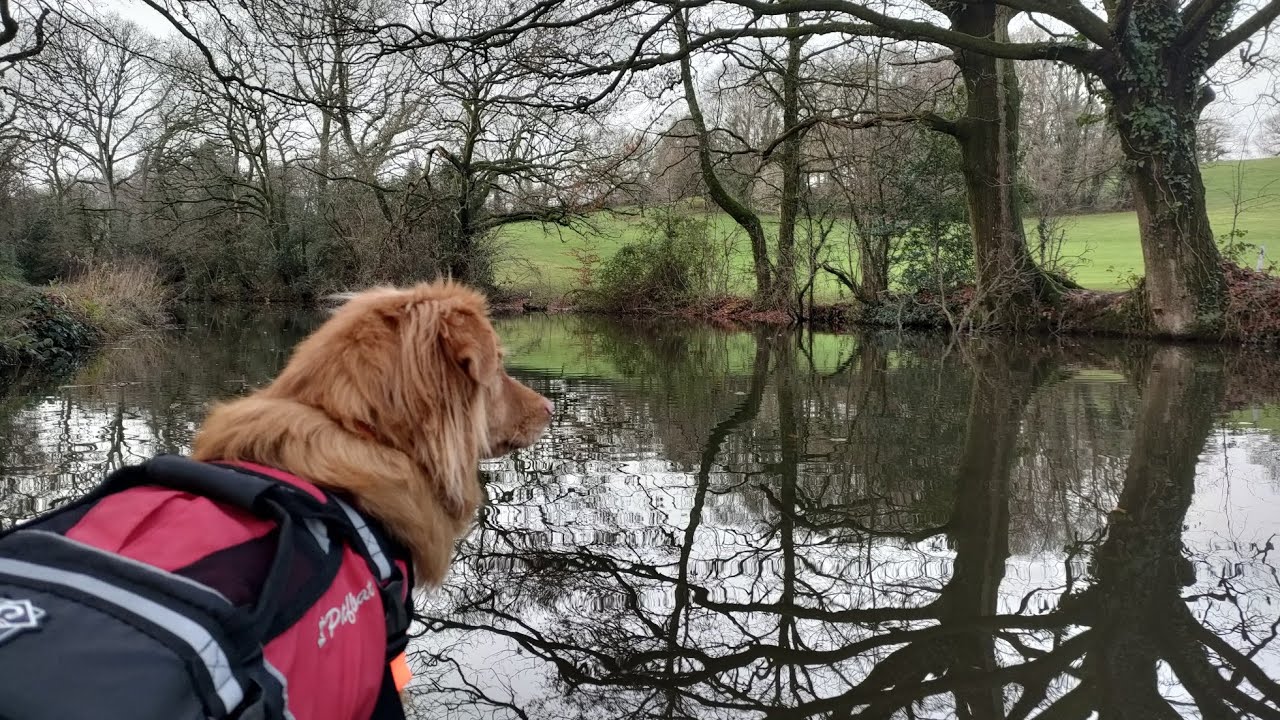 The full New Year's day paddle 2023 - Oti adventure Toller and I on a bird song filled journey.