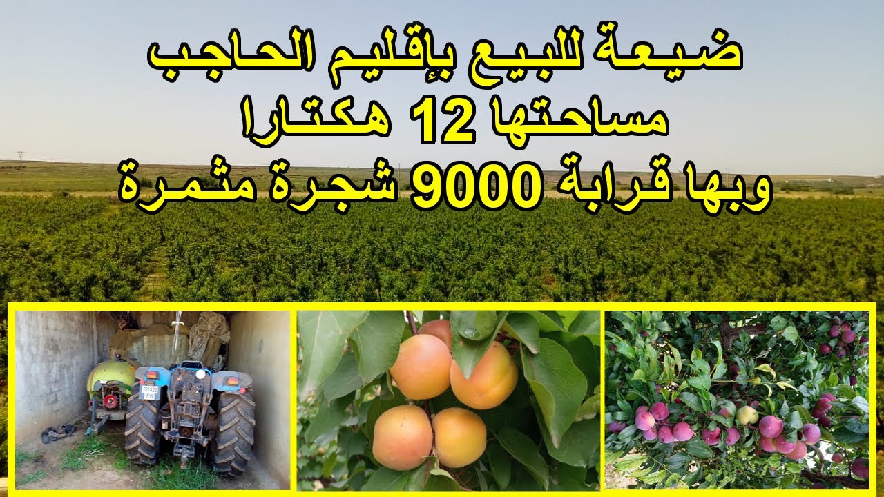 ضيعة للبيع بإقليم الحاجب بها قرابة 9000 شجرة مثمرة على مساحة 12هكتارا محفظة