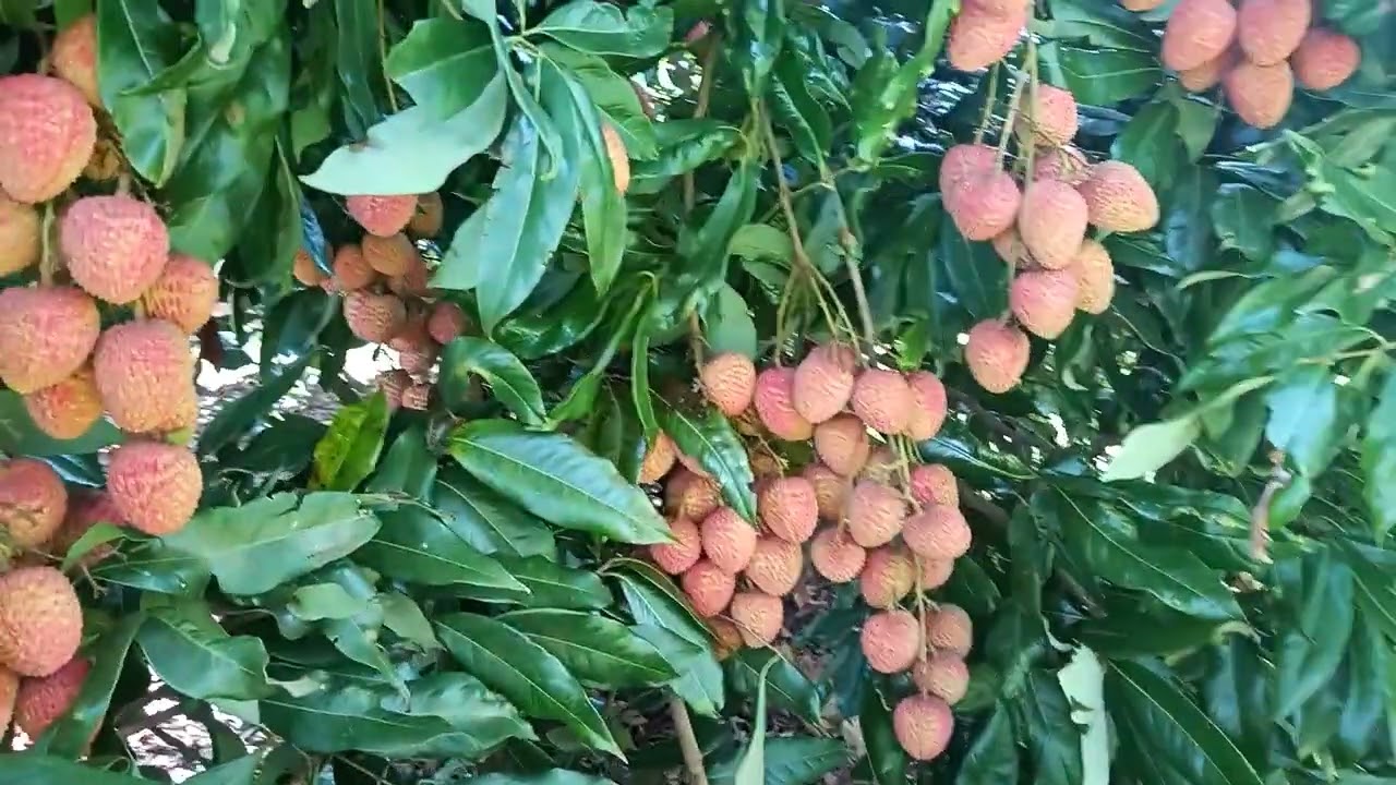 Vivendo o sitio na cidade